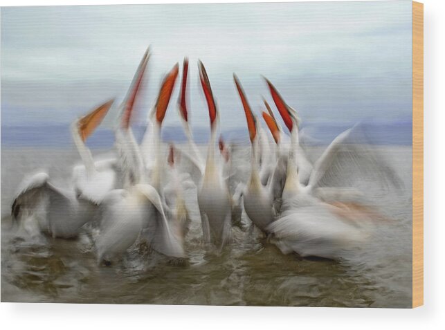Pelicans Wood Print featuring the photograph Pelicans In Slow Motion by Xavier Ortega
