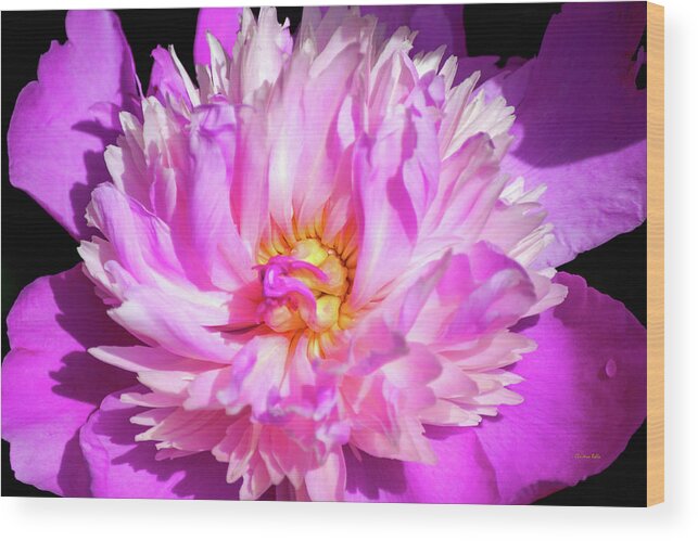Peony Wood Print featuring the photograph Peony Flower by Christina Rollo