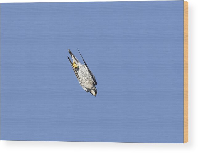 American Wildlife Wood Print featuring the photograph Peregrine Falcon Diving by James Zipp