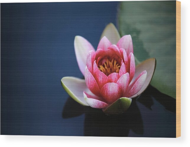 Photo Wood Print featuring the photograph Perfect lotus by Top Wallpapers