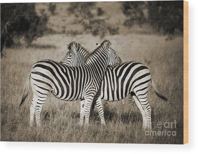 Zebras Wood Print featuring the photograph Zebra hug, Kruger Park, South Africa by Delphimages Photo Creations