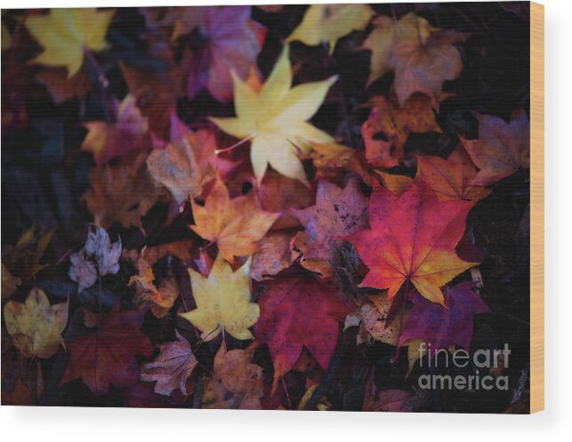 Botanical Wood Print featuring the photograph Pick a Color by Venetta Archer