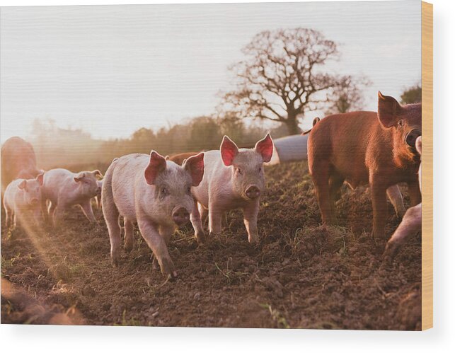 Pig Wood Print featuring the photograph Piglets In Barnyard by Jupiterimages