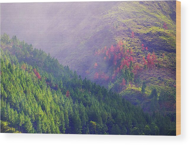Scenics Wood Print featuring the photograph Pine Trees In The Morning Light by Photo By Sayid Budhi