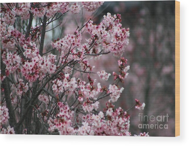 Misty Wood Print featuring the photograph Pink Blossoms in Foreground at Reagan Library 3 by Colleen Cornelius