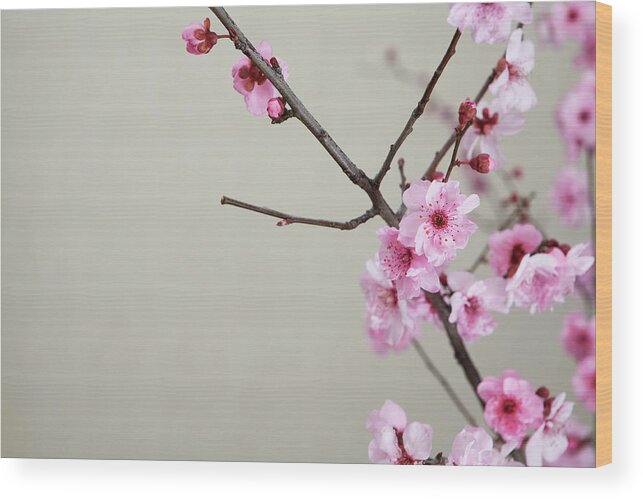 Celebration Wood Print featuring the photograph Pink Cherry Blossoms by Felixr