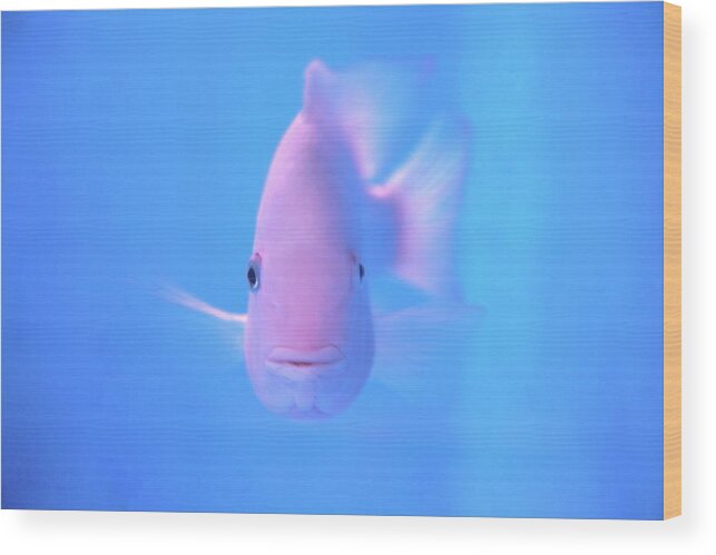 Underwater Wood Print featuring the photograph Pink Fish In Clear Blue Water by Jonas Seaman