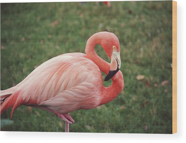 Standing On One Leg Wood Print featuring the photograph Pink Flamingo Phoenicopterous Ruber by Chuck Eckert