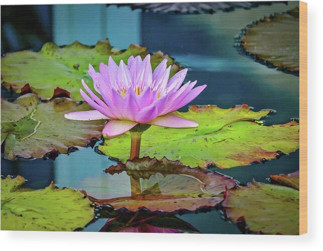 Lotus Wood Print featuring the photograph Pink Lotus by Susan Rydberg