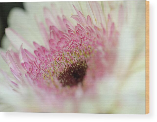 Flower Wood Print featuring the photograph Pink Purity by Mary Anne Delgado