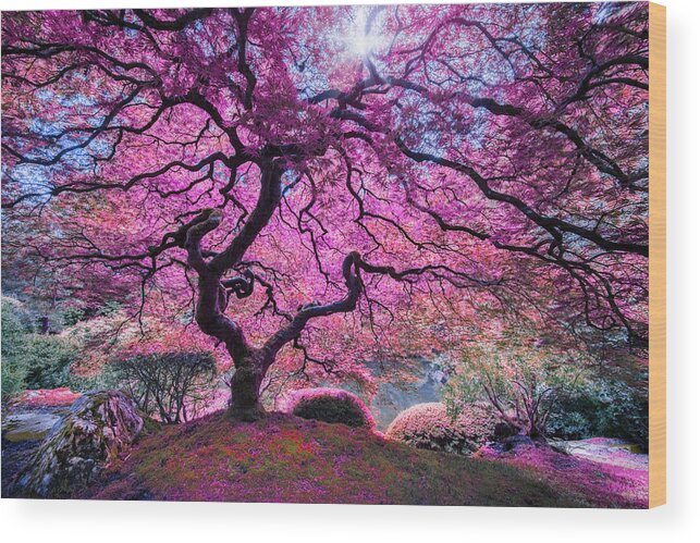 Pink Tree 2 Wood Print featuring the photograph Pink Tree 2 by Moises Levy
