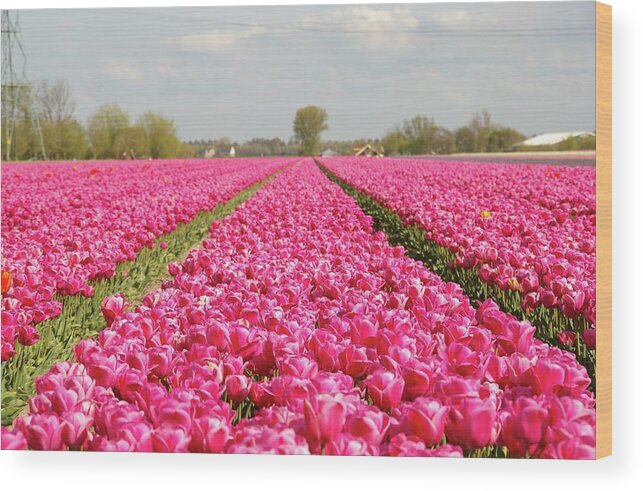 Netherlands Wood Print featuring the photograph Pink Tulips by By Johan Krijgsman, The Netherlands