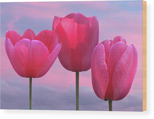 Tulip Wood Print featuring the photograph Pink Tulips Celebrating Spring by Gill Billington