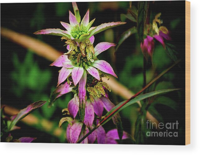 Pink Wood Print featuring the photograph Pink Wildflower by William Norton