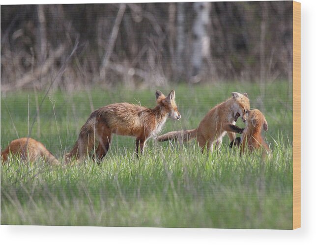 Red Fox Wood Print featuring the photograph Playful Fox Kits 4 by Brook Burling