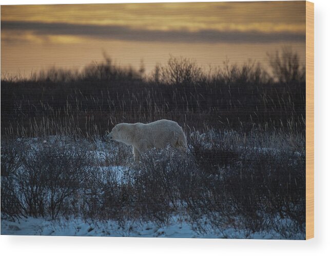 Bear Wood Print featuring the photograph Polar Bear at Dusk by Mark Hunter