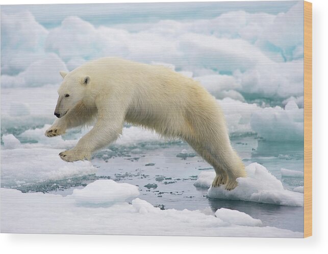 White Background Wood Print featuring the photograph Polar Bear Jumping In The Fast Ice by Arturo De Frias Photography