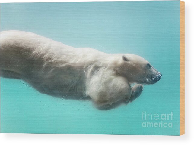 Underwater Wood Print featuring the photograph Polar Bear Swimming Underwater by Sergei Gladyshev