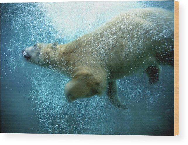 Underwater Wood Print featuring the photograph Polar Bear Ursus Maritimus Swimming by Art Wolfe