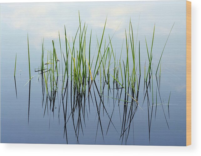 Grass Wood Print featuring the photograph Pond by Ianchrisgraham
