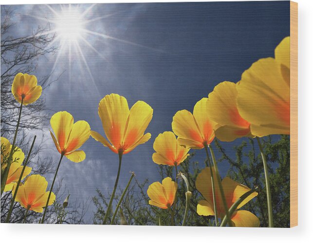 Poppies Wood Print featuring the photograph Poppies Enjoy the Sun by Chance Kafka