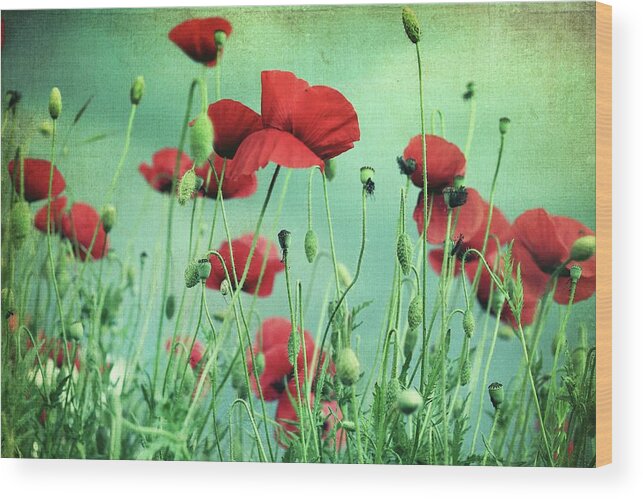 Bulgaria Wood Print featuring the photograph Poppies In Field by By Julie Mcinnes