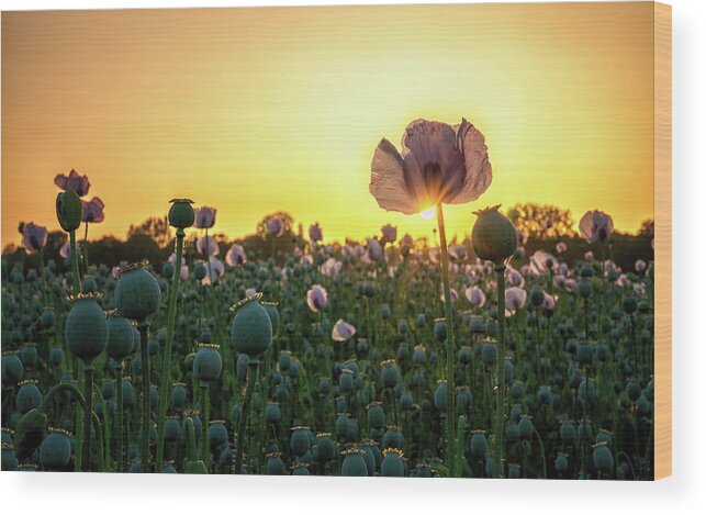 Poppies Wood Print featuring the photograph Poppy Field Sunset by Framing Places