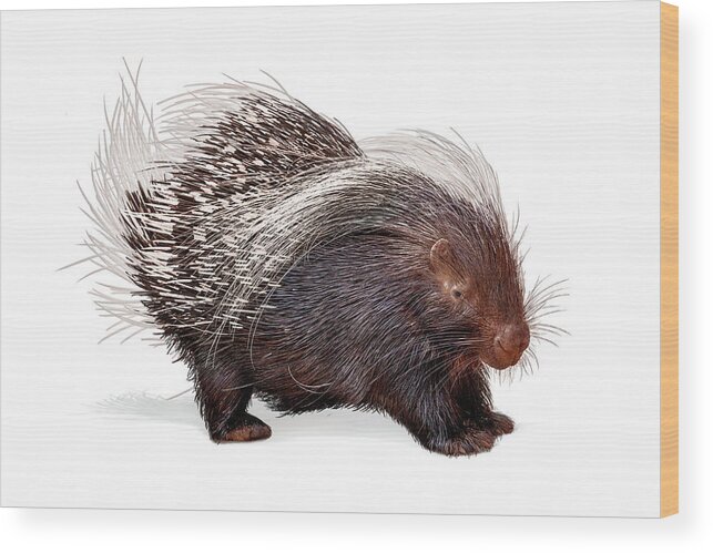 Porcupine Wood Print featuring the photograph Porcupine Named Porter by Good Focused