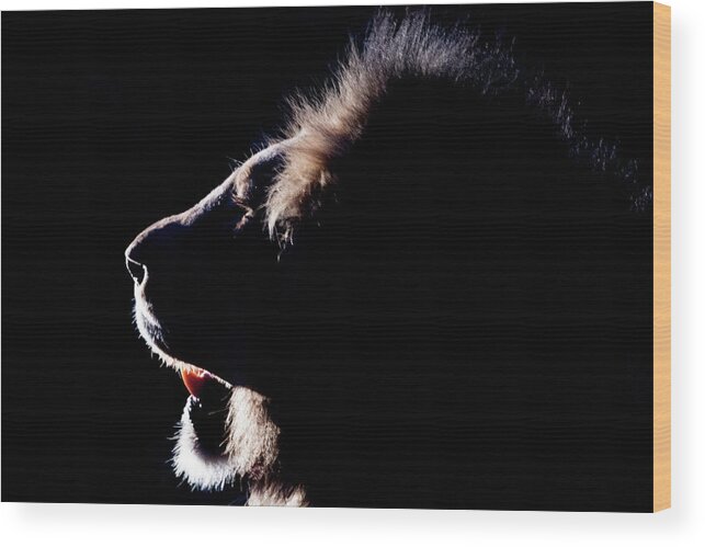 Lion Wood Print featuring the photograph Portrait of a backlit male african lion by Mark Hunter