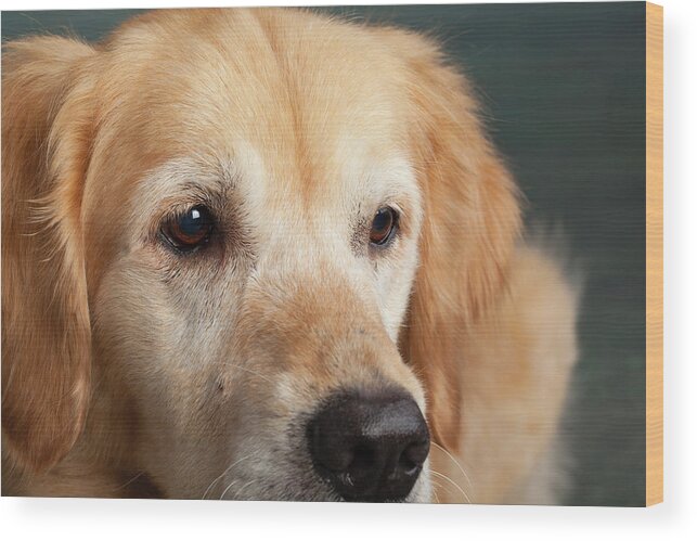 Photography Wood Print featuring the photograph Portrait Of A Golden Retriever Dog by Panoramic Images