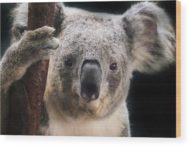 Animal
Wildlife
Koala
Koala Wood Print featuring the photograph Portrait Of A Koala Bear by Robin Wechsler