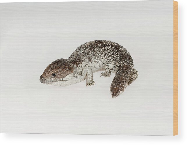 Delwp Wood Print featuring the photograph Portrait Of A Shingleback Lizard . Captive, Rescued From by Doug Gimesy / Naturepl.com