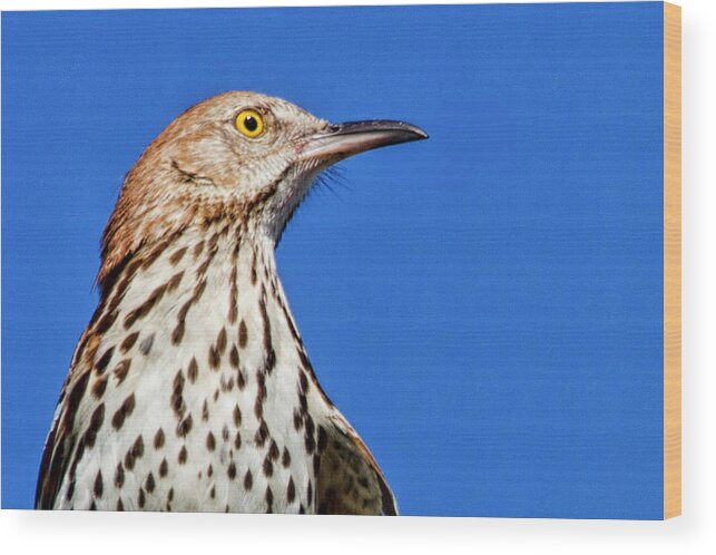 Brown Thrasher Wood Print featuring the photograph Portrait of a Thrasher by Bob Decker