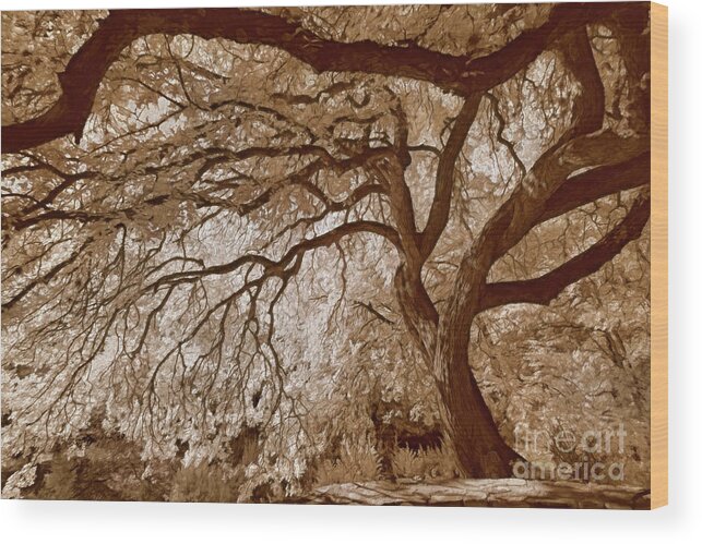 Top Artist Wood Print featuring the photograph Portrait of a Tree in Infrared by Norman Gabitzsch