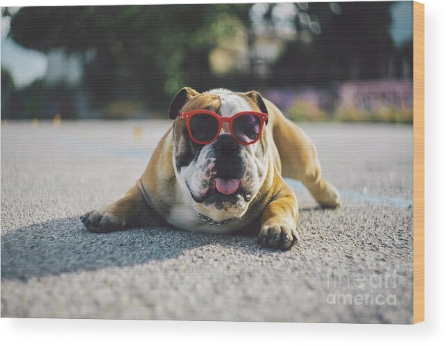 Pets Wood Print featuring the photograph Portrait Of Dog In Sunglasses Lying On by Mirko Giambanco