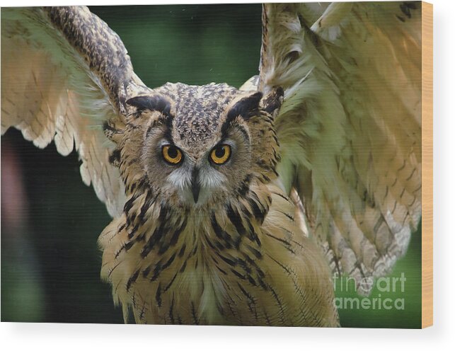Animal Themes Wood Print featuring the photograph Portrait Of Eagle Owl by Chris Heald