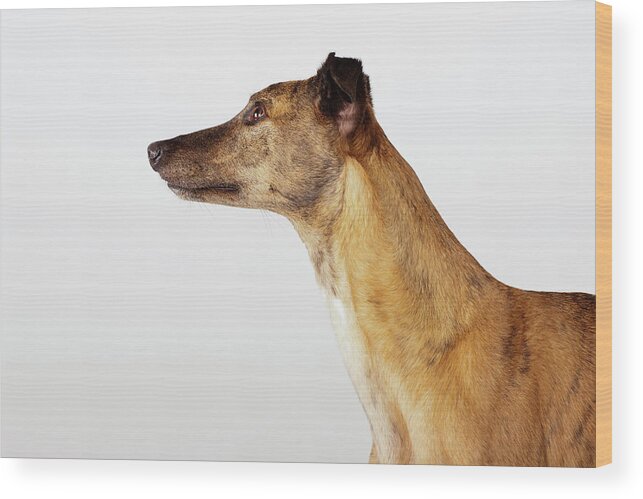 Pets Wood Print featuring the photograph Portrait Of Greyhound, Side View by Compassionate Eye Foundation/david Leahy
