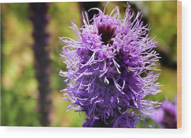 Asteraceae Wood Print featuring the photograph Prairie blazing star in a summer Seattle garden by Steve Estvanik