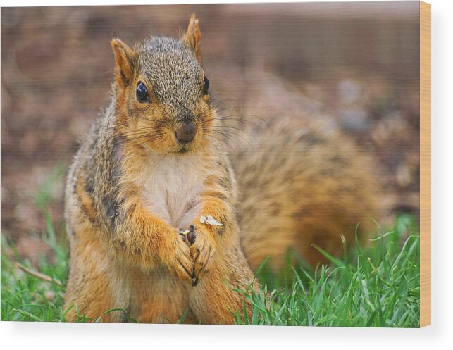 Fox Squirrel Wood Print featuring the photograph Praying Squirrel by Don Northup