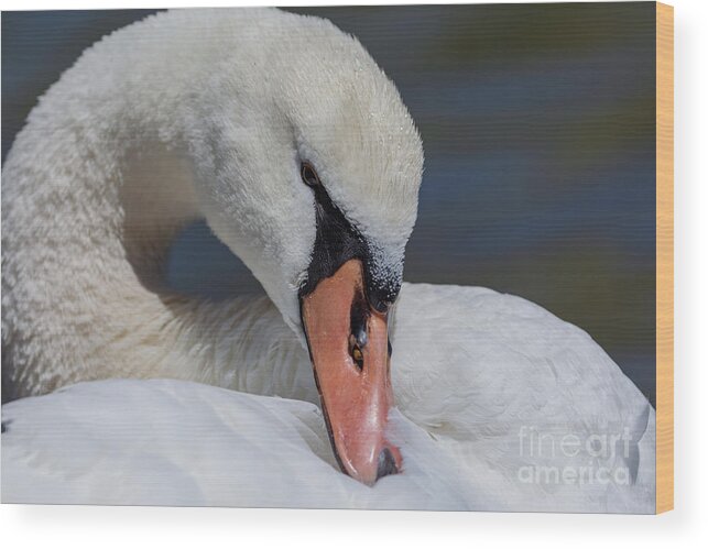 Photography Wood Print featuring the photograph Preening Close up by Alma Danison