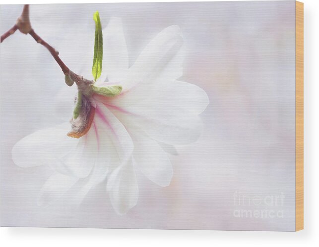 Star Magnolia Wood Print featuring the photograph Pretty in Pastel Star Magnolia by Anita Pollak
