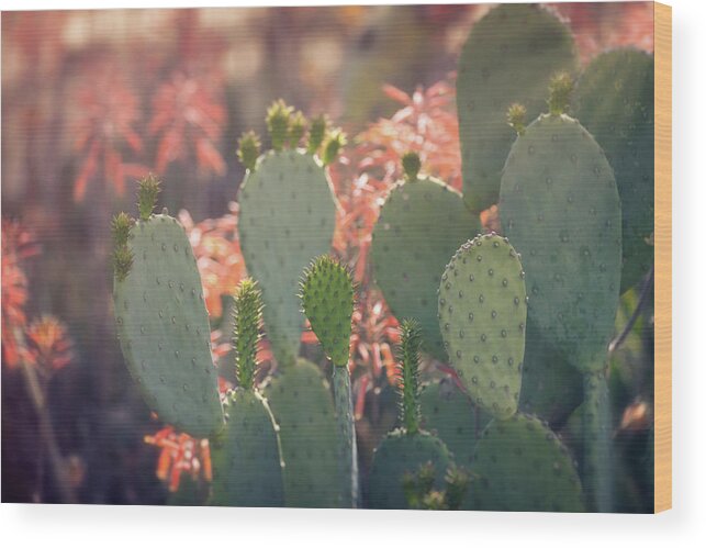Prickly Pear Cactus Wood Print featuring the photograph Prickly Pear And Aloe Flowers by Saija Lehtonen
