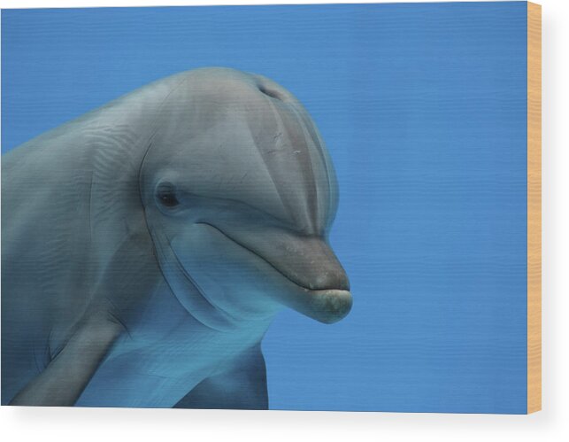 Underwater Wood Print featuring the photograph Primer Plano Delfin by Alba Guapo