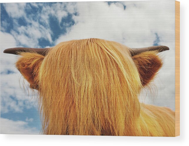 Horned Wood Print featuring the photograph Primped-fringe by All Images Copyright And Created By Maxblack