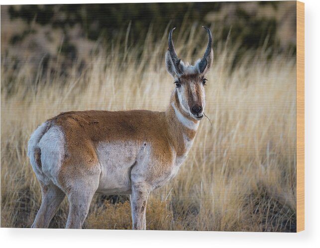 Pronghorn Wood Print featuring the photograph Pronghorn Glamour Shot by Gary Kochel