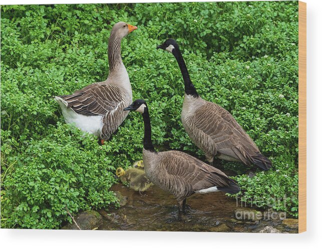 Canadian Geese Wood Print featuring the photograph Protected by Jennifer White