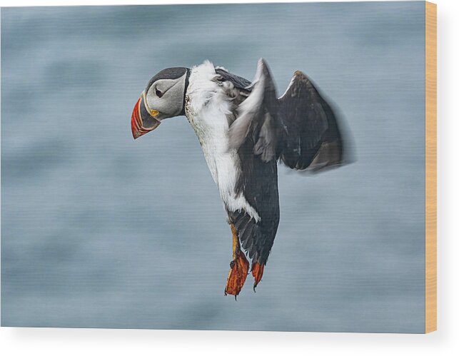 Puffins Wood Print featuring the photograph Puffins by Eyal Amer