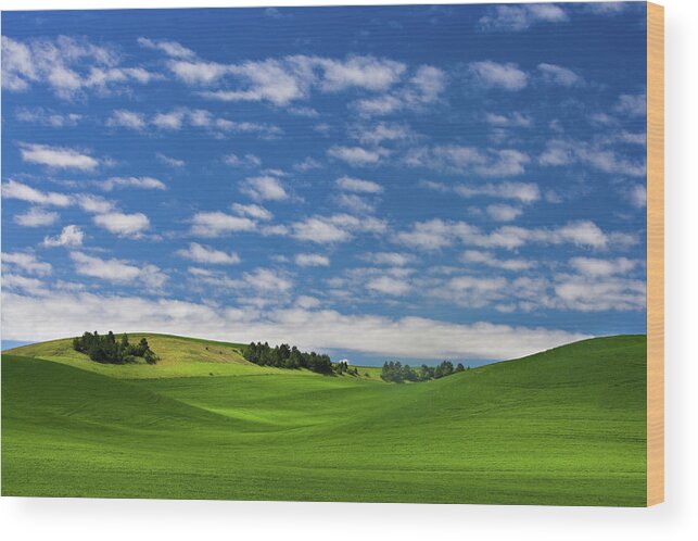 Palouse Hills Wood Print featuring the photograph Puffy White Clouds Over Hills Of Wheat by Donald E. Hall