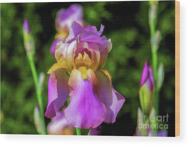 Iris Wood Print featuring the digital art Purple and Yellow Iris with Buds by Lisa Lemmons-Powers