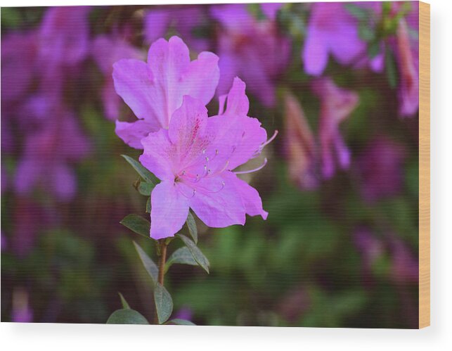 Flowers Wood Print featuring the photograph Purple Azaleas in Bloom by Nicole Lloyd